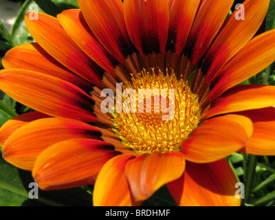 Nahaufnahme einer Gazanien Blume in voller Blüte Stockfoto