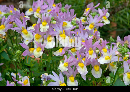 Nemesia "Lemon Drop" Stockfoto