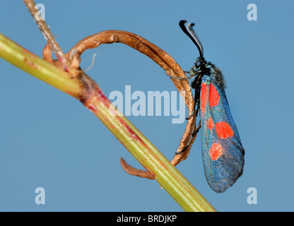 Der Schmetterling Zygaena filipendulae Stockfoto