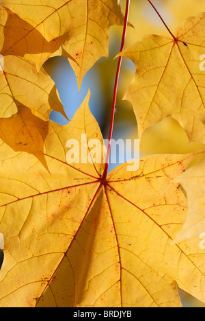 Blätter im Herbst. Stockfoto