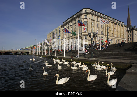 Höckerschwäne, Cygnus Olor, in Hamburg am Fluss Alster, Deutschland Stockfoto