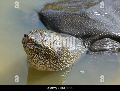 Nil Nahrungskomponente Schildkröte (Trionyx Triunguis) Stockfoto