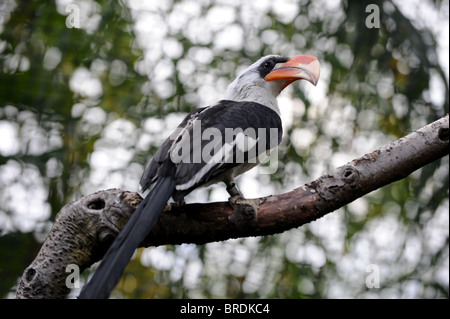 Große indische Hornbill thront auf einem Ast im Londoner Zoo Stockfoto