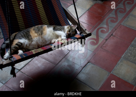 Eine Katze in der Hängematte entspannen Stockfoto