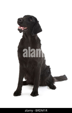 eine schwarze flache coated Retriever auf weißem Hintergrund Stockfoto