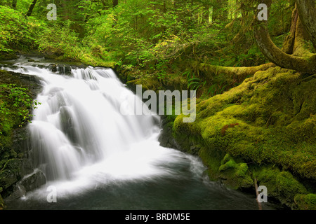 Unbenannte fällt auf weißen Zweig von verloren Creek im Willamette National Forest und Lane County Oregon. Stockfoto