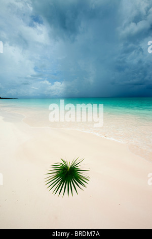 Palmzweig am einsamen Strand Stockfoto