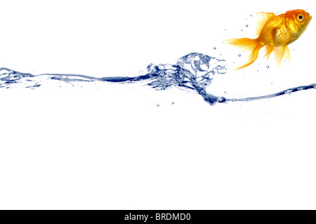 Goldfische springt aus dem Wasser. Genommen auf einem weißen Hintergrund.