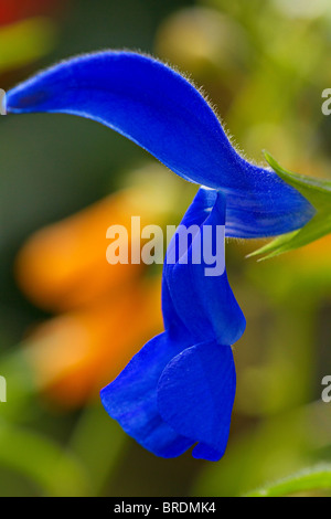 Salvia patens 'Royal Blue' in der Blüte im frühen Herbst in Sussex, England Stockfoto