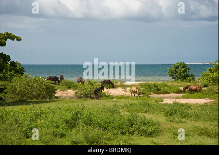 Wilde wilde Pferde weiden auf Strand, Vieques Puerto Rico USA Stockfoto