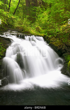 Unbenannte fällt auf weißen Zweig von verloren Creek im Willamette National Forest und Lane County Oregon. Stockfoto