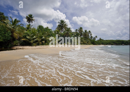 Surfen, Wellen & Schaum auf abgelegenen einsamen Strand, Vieques Puerto Rico Stockfoto