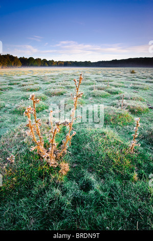 Sonnenaufgang am Balmer Rasen in der Nähe von Brockenhurst, New Forest, Hampshire, England, UK Stockfoto