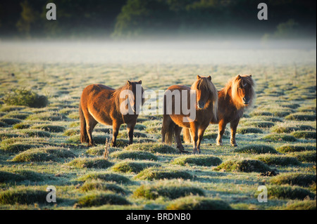 Shetland-Ponys bei Sonnenaufgang, Balmer Rasen in der Nähe von Brockenhurst, New Forest, Hampshire, England, UK Stockfoto