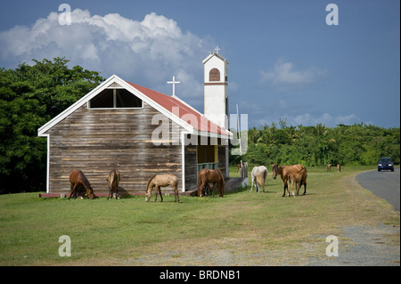 Wilde wilden Pferden und Kirche, Vieques Puerto Rico USA Stockfoto