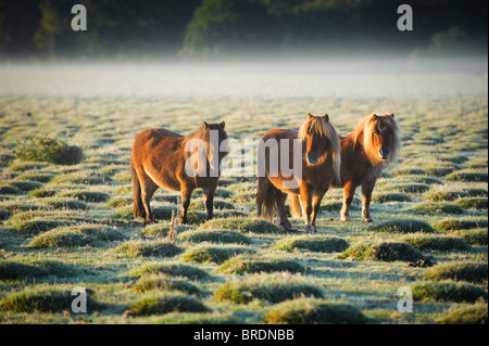 Shetland-Ponys bei Sonnenaufgang, Balmer Rasen in der Nähe von Brockenhurst, New Forest, Hampshire, England, UK Stockfoto