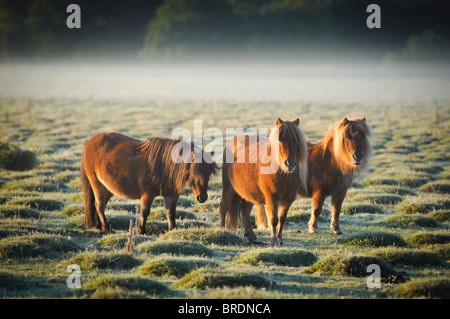 Shetland-Ponys bei Sonnenaufgang, Balmer Rasen in der Nähe von Brockenhurst, New Forest, Hampshire, England, UK Stockfoto