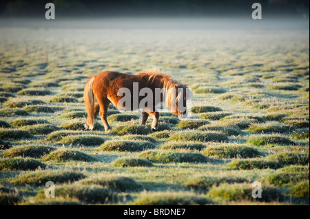 Shetland-Pony bei Sonnenaufgang, Balmer Rasen in der Nähe von Brockenhurst, New Forest, Hampshire, England, UK Stockfoto