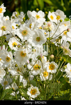 England UK. Weiß japanische Anemonen blühen im Frühherbst (Anemone x hybrida) Stockfoto