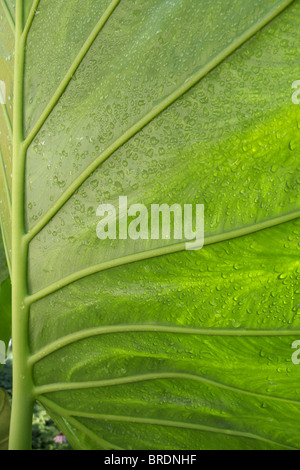 Rückansicht des Blattes und Äderungen Detail eines Alocasia Macrorrhiza "Borneo Riesen", auch bekannt als ein riesiger Elefant Ohr. Stockfoto