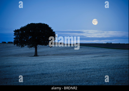 Einsamer Baum im Feld und Mondaufgang Stockfoto