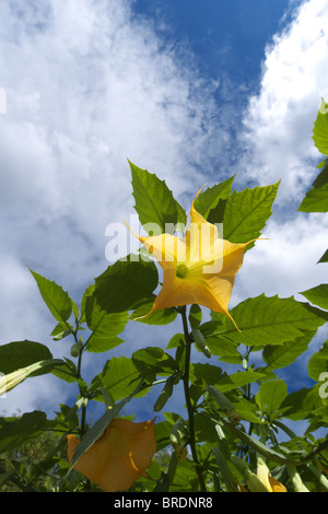 Eine Brugmansia Blume Blüte, auch bekannt als ein Engel-Trompete. Stockfoto