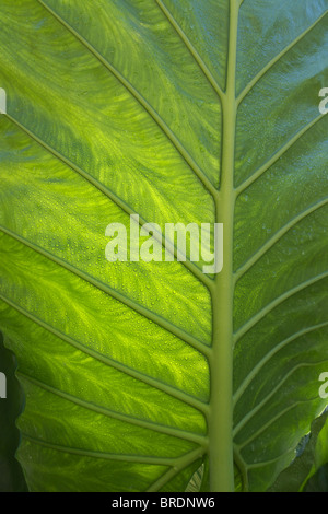 Rückansicht des Blattes und Äderungen Detail eines Alocasia Macrorrhiza "Borneo Riesen", auch bekannt als ein riesiger Elefant Ohr. Stockfoto