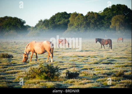 Shetland-Ponys bei Sonnenaufgang, Balmer Rasen in der Nähe von Brockenhurst, New Forest, Hampshire, England, UK Stockfoto