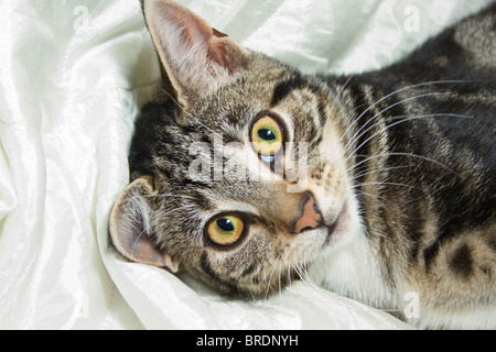 Cute Mackerel Tabby Kitten (Felis catus) direkt in die Kamera schaut Stockfoto