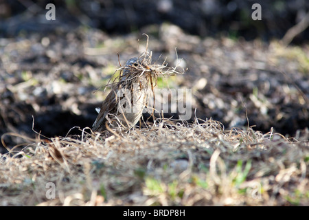 Die Wacholderdrossel (lateinischer Name: Turdus Pilaris) in der wilden Natur. Stockfoto