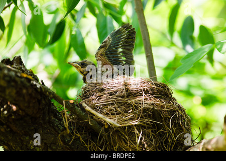 Die Wacholderdrossel (lateinischer Name: Turdus Pilaris) in der wilden Natur. Stockfoto