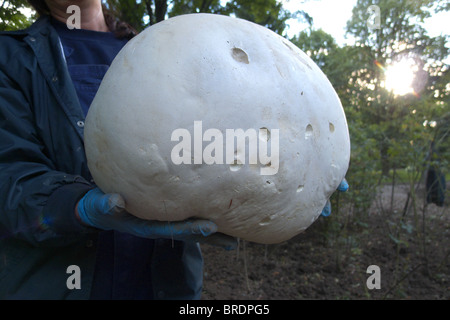 Eine Parkarbeiterin in Toronto hält ein besonders großes Beispiel für einen Calvatia gigantea, eine essbare Sorte von Wildpilzen, die als Riesenpuffer bekannt ist Stockfoto
