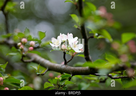 Wilde Crab Apple Blossom - Malus Sylvestris Var sylvestris Stockfoto