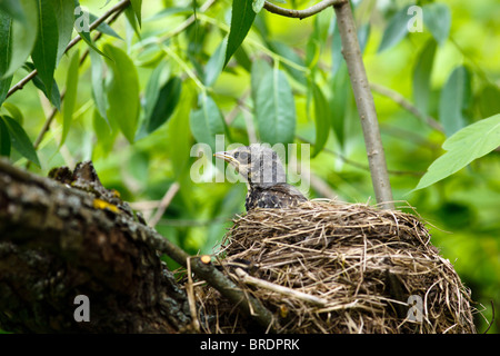 Die Wacholderdrossel (lateinischer Name: Turdus Pilaris) in der wilden Natur. Stockfoto