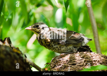 Die Wacholderdrossel (lateinischer Name: Turdus Pilaris) in der wilden Natur. Stockfoto