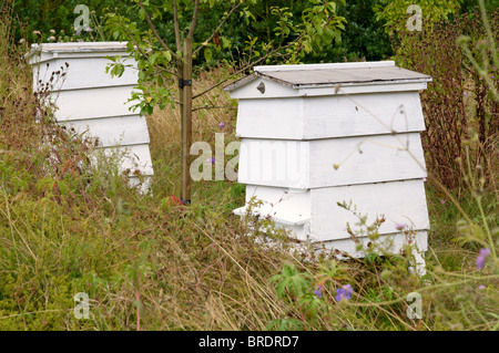 Traditionelle hölzerne Bienenstöcke in einem halbwilden Garten. Stockfoto