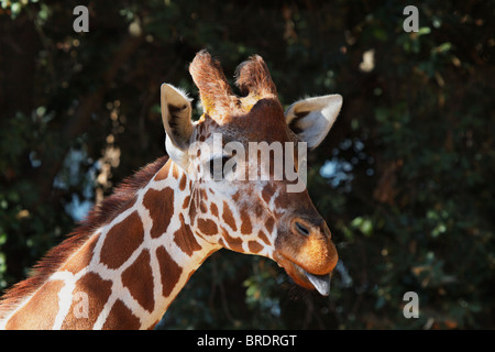 Braun gefleckt Giraffe Kopf mit lila Zunge und soft-Fokus Wald von Bäumen Stockfoto