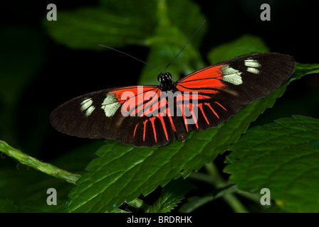 Ein Foto von Doris Longwing Schmetterling, Heliconius Doris. Häufig aus Mexiko durch das Amazonasbecken. Stockfoto