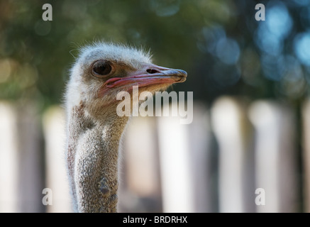 Vogel Strauß den Kopf nach rechts schauend, mit weichen weißen Zaun und Bäume im Hintergrund konzentrieren Stockfoto