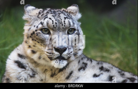 Junge snow Leopard auf der Suche nach rechts mit einem Weichzeichner grün Hintergrund Stockfoto