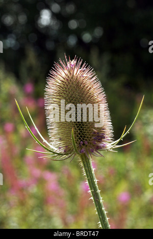 Dipsacus Fullonum Familie Dipsacaceae Quasten Stockfoto