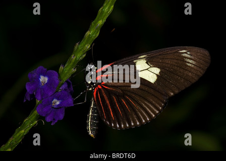 Ein Foto von Doris Longwing Schmetterling, Heliconius Doris. Häufig aus Mexiko durch das Amazonasbecken. Stockfoto