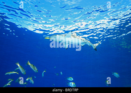 Ein Schwarzspitzen-Riffhaie Schwimmen im flachen Wasser mit einen gelben Fisch Pilot und zwei schlanken Suckerfish oder Schiffshaltern auf seinem Bauch. Stockfoto