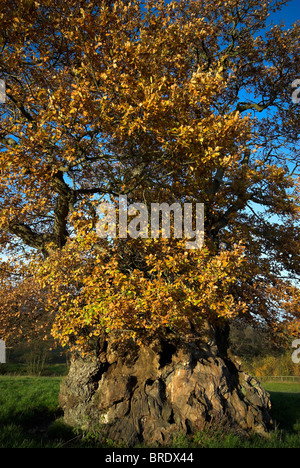 Das alte Wyndham Eiche, eine der Hanging Tree bei Silton, Dorset, Großbritannien November 2008 Stockfoto