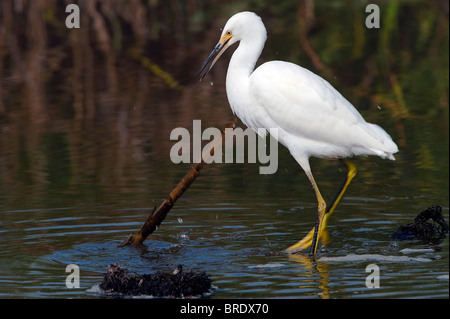 Snowy Silberreiher (Egretta unaufger) Stockfoto