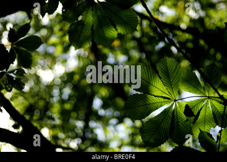 Flora, Bio, Bio, Blatt, Baum, Himmel, bokeh Stockfoto