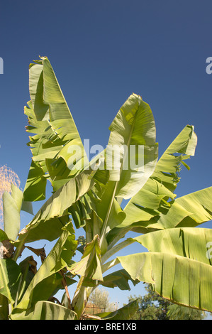 Wind beschädigt Bananenblätter vor einem tiefblauen Himmel Stockfoto
