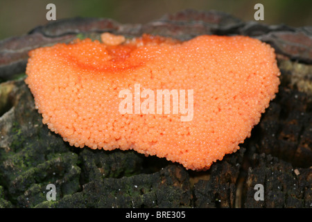 Schleimpilze Tubifera ferruginosa bei Formby, Sefton Coast, Großbritannien Stockfoto