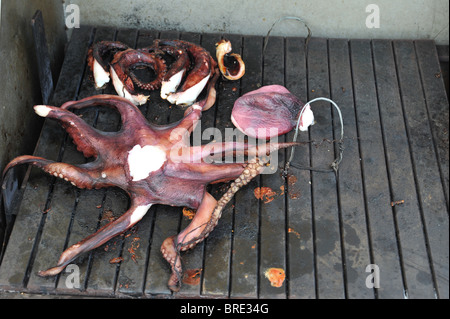 Frisch gefangen auf einer heißen Platte langsam draußen gegrillt Krake. Stockfoto