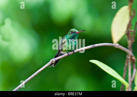 Canivet des Emerald (Chlorostilbon Canivetii), männliche Kolibri ruhen zwischen den Fütterungen in Roatan, Honduras Stockfoto